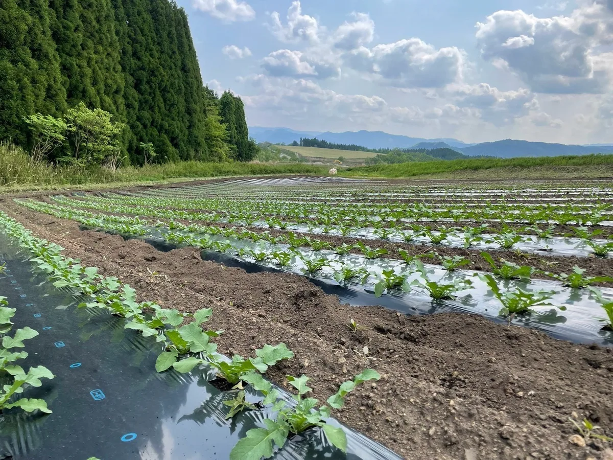 農薬への配慮